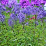 Phlox panicled genius: recenzije, fotografije i opis